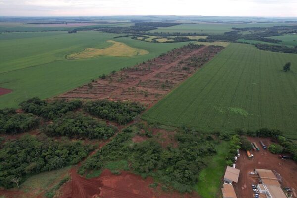 Alerta por deforestación de 52 hectáreas de bosque regenerado en Canindeyú - Unicanal