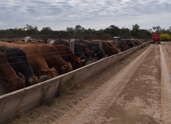Novillo Mercosur superó los US$ 4 y alcanzó el valor más alto en tres años