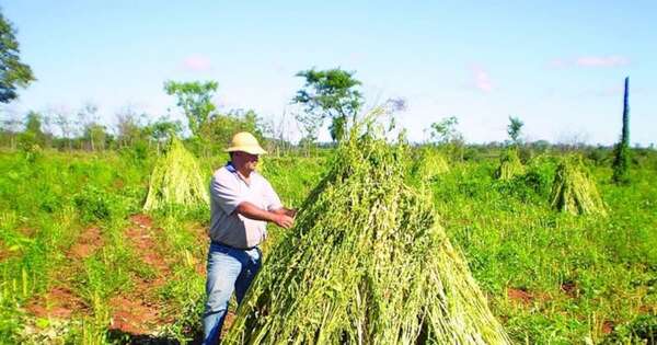 La Nación / Comercio de sésamo arrancó con buenas expectativas