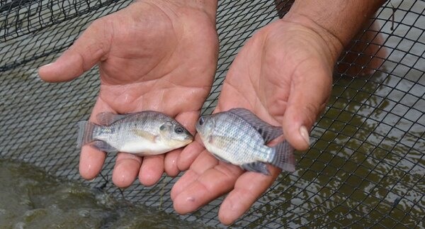 Se fortalece la producción comercial de tilapia