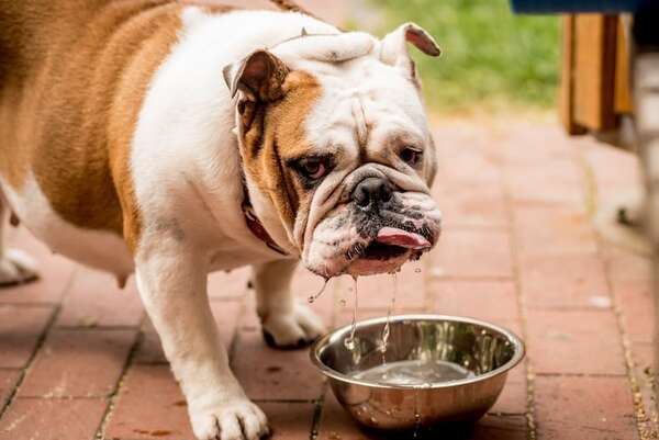 Mi perro bebe mucha agua: ¿normal o señal de enfermedad? - Mascotas - ABC Color