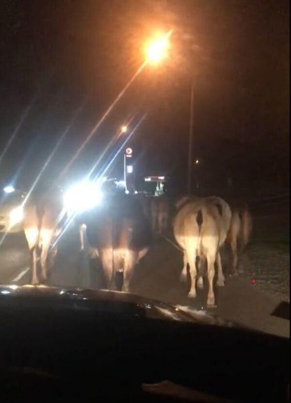 Vacas sueltas en la ruta causa accidente que deja dos heridos en Paraguarí