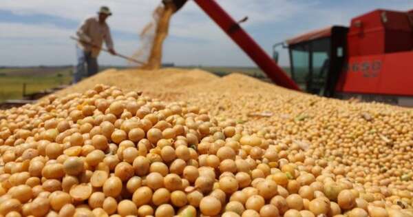 La Nación / Precio de soja sigue en picada en medio de mercados volátiles