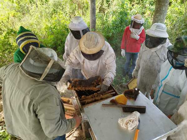 Apicultores del Guairá participan en el Programa Hambre Cero con miel de abeja de alta calidad - El Trueno