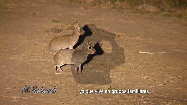 Al Natural: Mbiguá, tapiti boli y durmilí - SNT