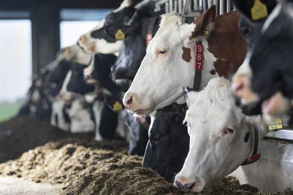 Hungría confirma el quinto brote de fiebre aftosa en una explotación lechera