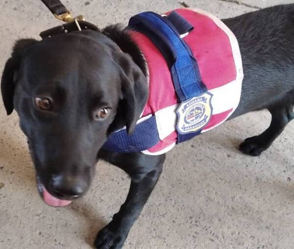 La “ruta de la droga”: un perro “mandó” a detener a dos eslabones de la cadena que termina en Europa