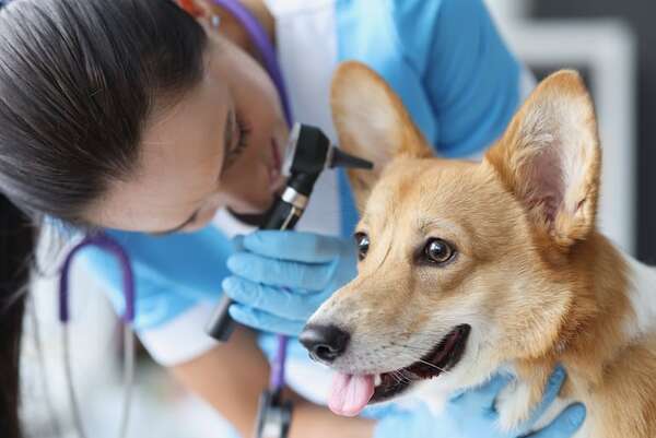 Otitis canina: la infección de oído que todo dueño debería conocer - Mascotas - ABC Color