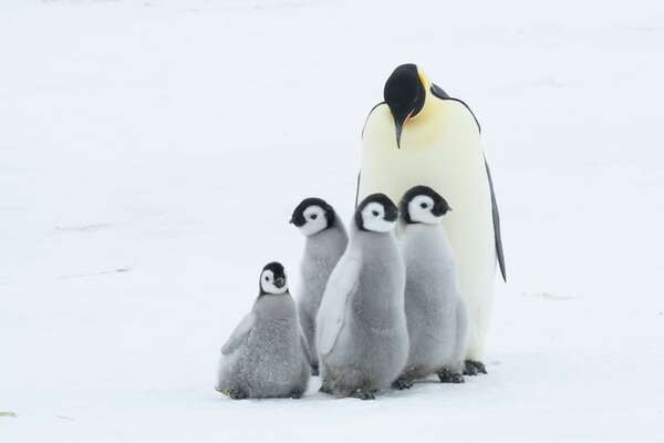 Día Mundial de los Pingüinos: curiosidades sobre las aves marinas de paso gracioso - Ciencia - ABC Color