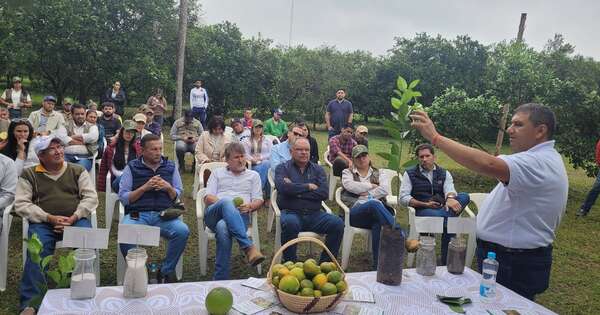 La Nación / Capacitan a productores de cítricos en manejo agronómico y fitosanitario en Cordillera