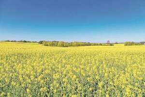 Canola, el oro negro del invierno - ABC Campo - ABC Color