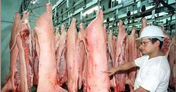 La Nación / Habilitan mercado argentino a exportaciones de carne porcina