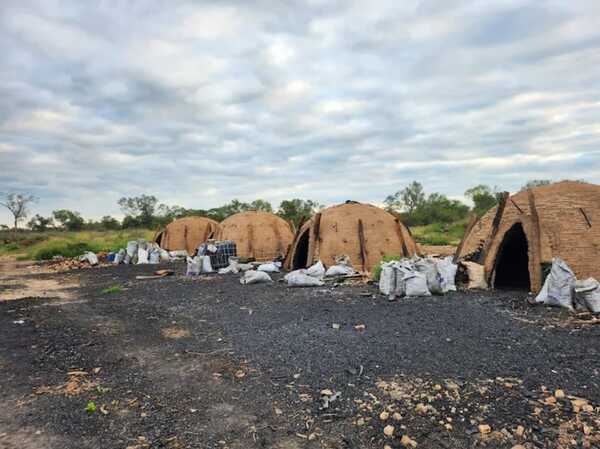 Daño por la tala de 2.900 ha de bosque es de US$ 3 millones y se “repara” con G. 50 millones - El Observador