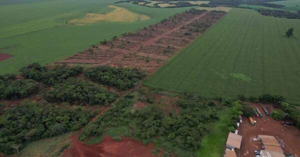 Diario HOY | Investigan deforestación de 52 hectáreas de bosque en Nueva Esperanza