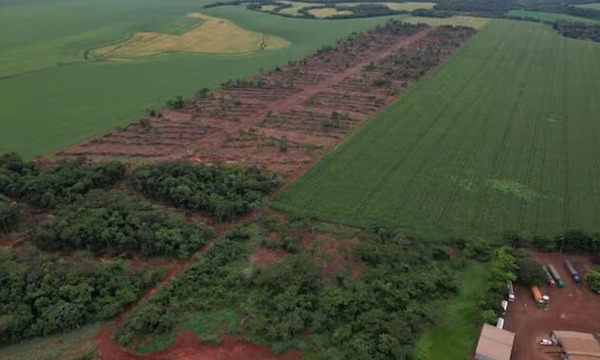 Alianza Inmobiliaria en la mira por presunta deforestación en Canindeyú - OviedoPress