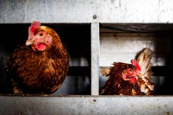 Precios de los huevos llevan a más estadounidenses a criar gallinas | Internacionales | 5Días