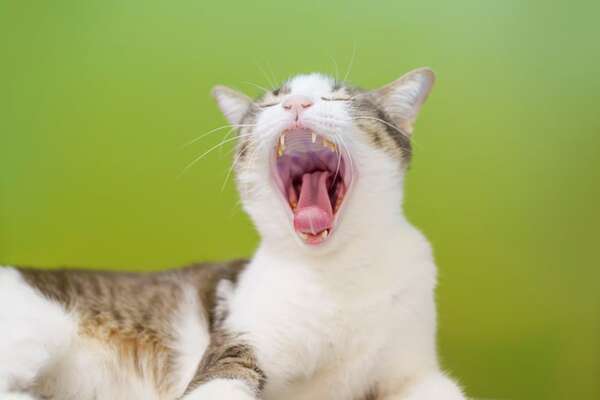 Gingivitis felina: por qué la boca de tu gato podría estar doliéndole más de lo que creés - Mascotas - ABC Color