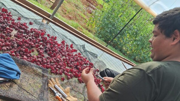 Enseñan a plantar la flor de Jamaica para diversificar agricultura familiar