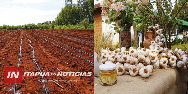 GRAL. ARTIGAS PRETENDE VOLVER A BRILLAR COMO “LA CAPITAL DEL AJO”