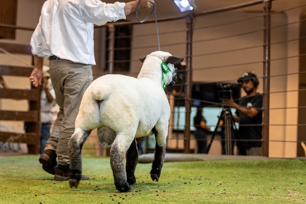 Ferusa Negocios remata este lunes los mejores Hampshire de campo y bozal de la Expo Nacional