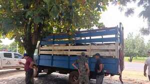 Detienen a un conductor que transportaba animales sin documentos en San Pedro