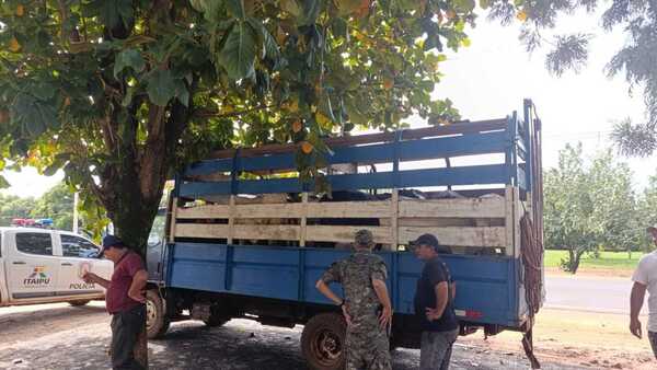 Detienen a un conductor que transportaba animales sin documentos en San Pedro
