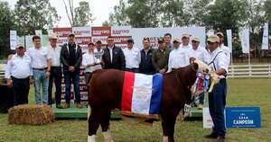 La Nación / Ternera de ganadera Las Pampas brilló como gran campeona en la Nacional Braford