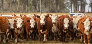 Exportación de ganado en pie: Uruguay enviará 4.000 vaquillonas a Turquía a fines de abril