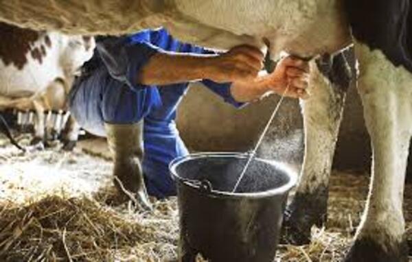 Argentina es el país líder en crecimiento de producción de leche en 2025