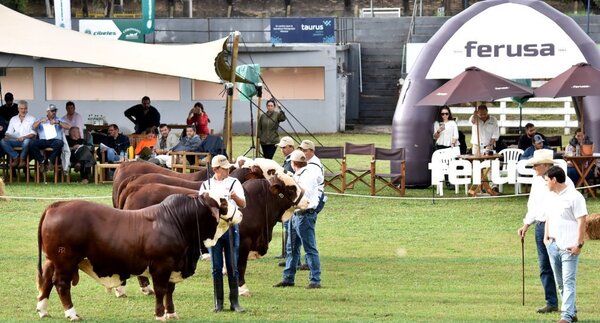La Braford se lució con ejemplares de bozal de alto nivel genético en pista