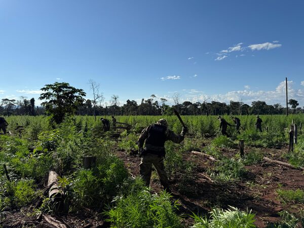 Operación CUT: SENAD arremete contra estructuras criminales que trafican marihuana en Concepción • PARAGUAY TV