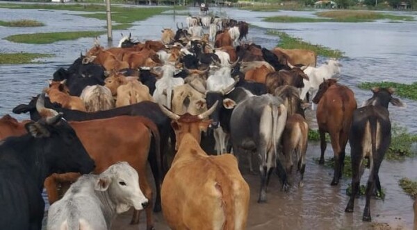 Precio de la carne aumenta porque ganado no puede ser trasladado a causa de las inundaciones - ADN Digital