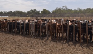 El stock bovino de Paraguay registró un caída del 3,23%