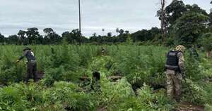 La Nación / Operación CUT logra pérdidas de USD 3,8 millones a estructuras del narcotráfico