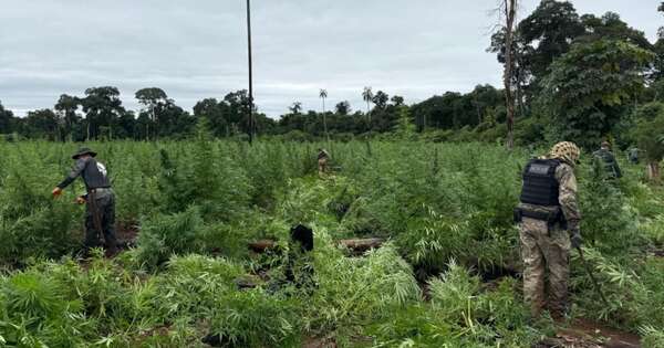 La Nación / Operación CUT logra pérdidas de USD 3,8 millones a estructuras del narcotráfico