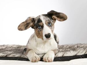 Perros con ojos azules: las razas que fascinan con la mirada - Mascotas - ABC Color