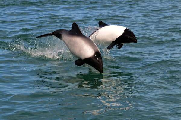 Así es el delfín de Commerson o delfín “panda”, una maravilla de la naturaleza - Ciencia - ABC Color