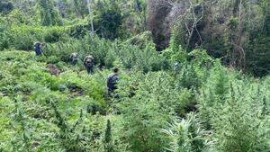 Intervienen una red de narcocampamentos en Amambay - 1000 Noticias