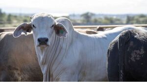 Brasil podría exportar ganado vivo para cría a Turquía