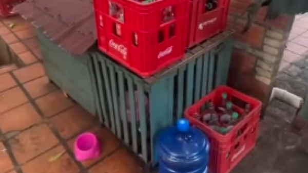 Denuncian maltrato animal en Altos: encerraron a una perrita en un comedor