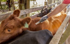 Senacsa cierra periodo de vacunación antiaftosa con más de 12,7 millones de animales inmunizados - .::Agencia IP::.