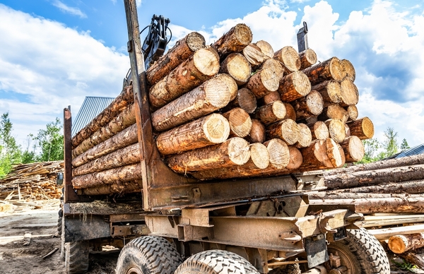 Paraguay registra nuevo récord en la exportación de productos forestales - MarketData