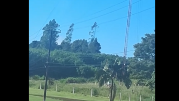 ¡Insólito! Grabaron a un árbol "caminando"