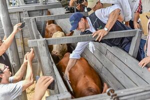 Vacunaci贸n contra la fiebre aftosa en Paraguay alcanza una cobertura del 99,7%, seg煤n Senacsa