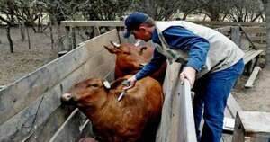 La Nación / Segundo periodo de vacunación contra la fiebre aftosa será en mayo