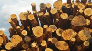 Cifras récord en exportaciones forestales para marzo de 2025 | Exportaciones | 5Días