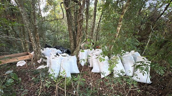 Contundente allanamiento en Canindeyú acaba con captura de "Nenecho" - 1000 Noticias