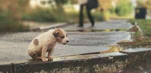 Maltrato animal en Paraguay: más de 2.700 denuncias en cinco años, revela la Fiscalía - Nacionales - ABC Color