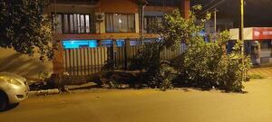 Camión de basura habría derribado árbol que bloquea portones de dos casas en Asunción - Crónicas Ciudadanas - ABC Color