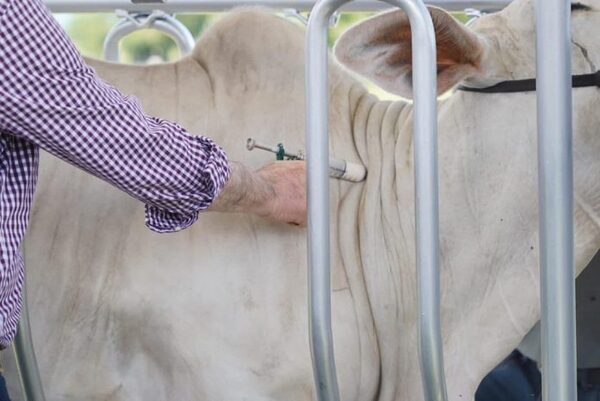 Senacsa cierra periodo de vacunación antiaftosa con más de 12,7 millones de animales inmunizados - ADN Digital